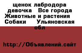 щенок лабродора девочка - Все города Животные и растения » Собаки   . Ульяновская обл.